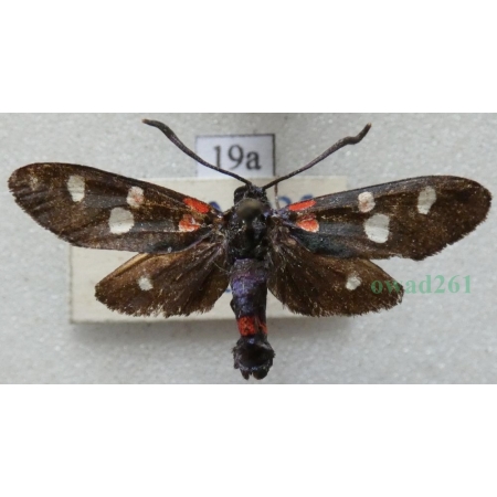 Zygaena ephialtes (Linnaeus, 1767) Kraśnik goryszowiec Czech19a